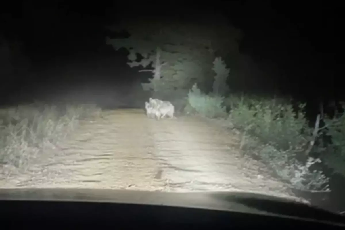 ayi taksiye saldirdi SGRlq99w