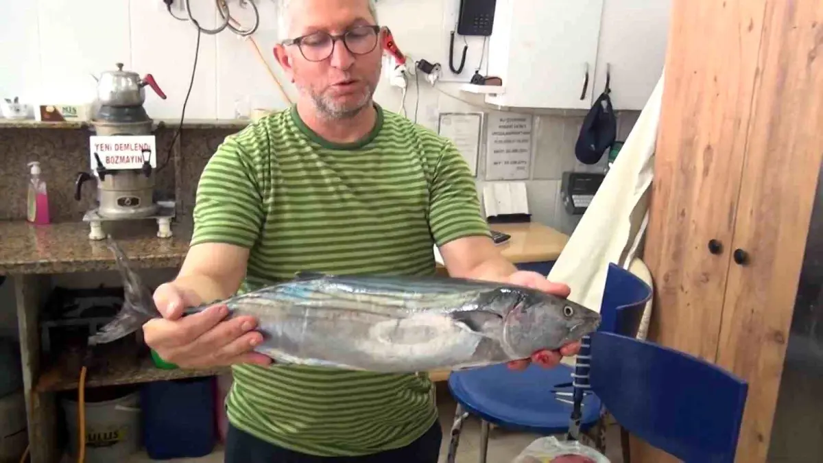 sinopta torik baligi yuksek fiyatla satista ULlhPYha