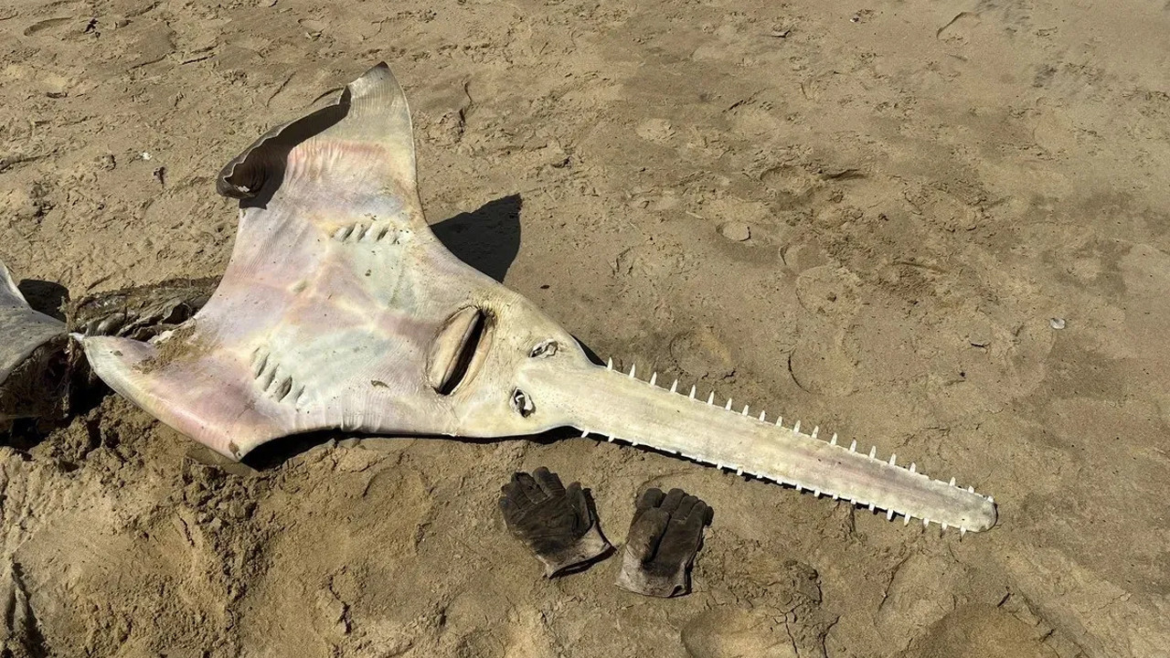 25 yil sonra ilk kez gitara benzeyen dev testere baligi herkesi sasirtti NCymB2sR