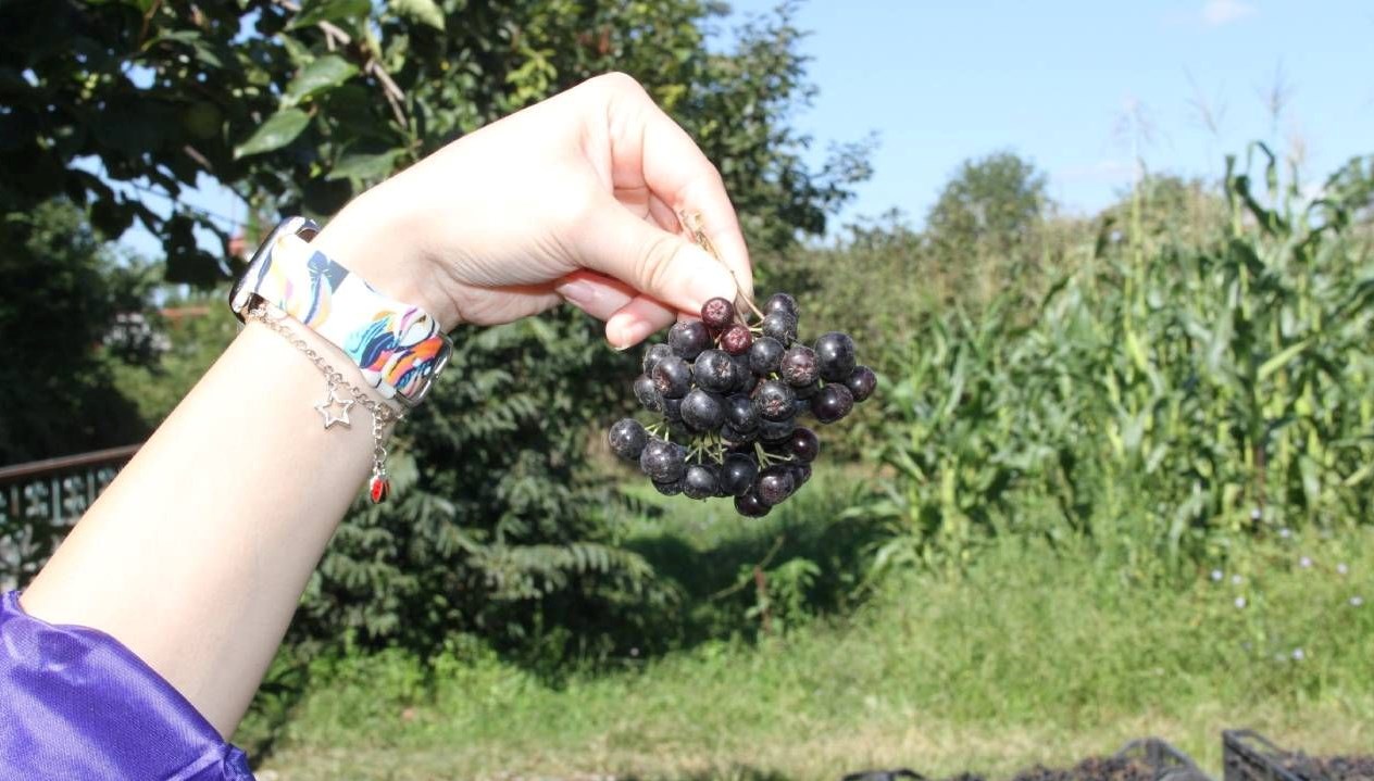 aronya hasadi basladi tarlada kilosu 100 tl JnNSBA8P