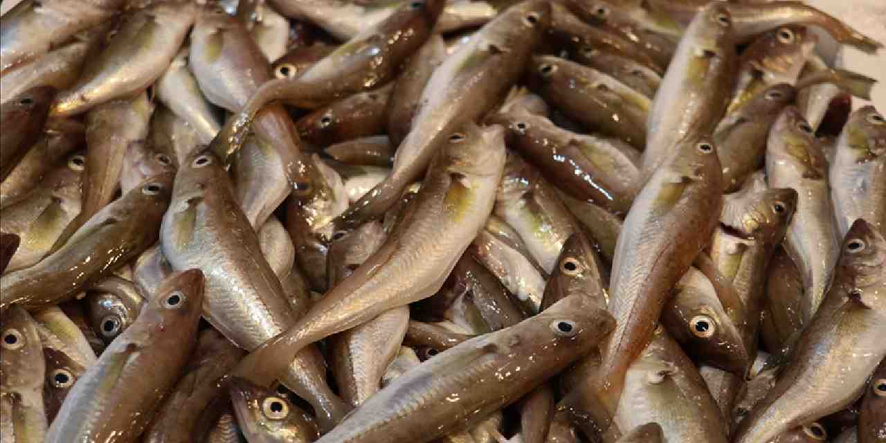 balik cesitleri tezgahlari susluyor iste mezgit istavrit hamsi ve levrek fiyati GcwWj3bV