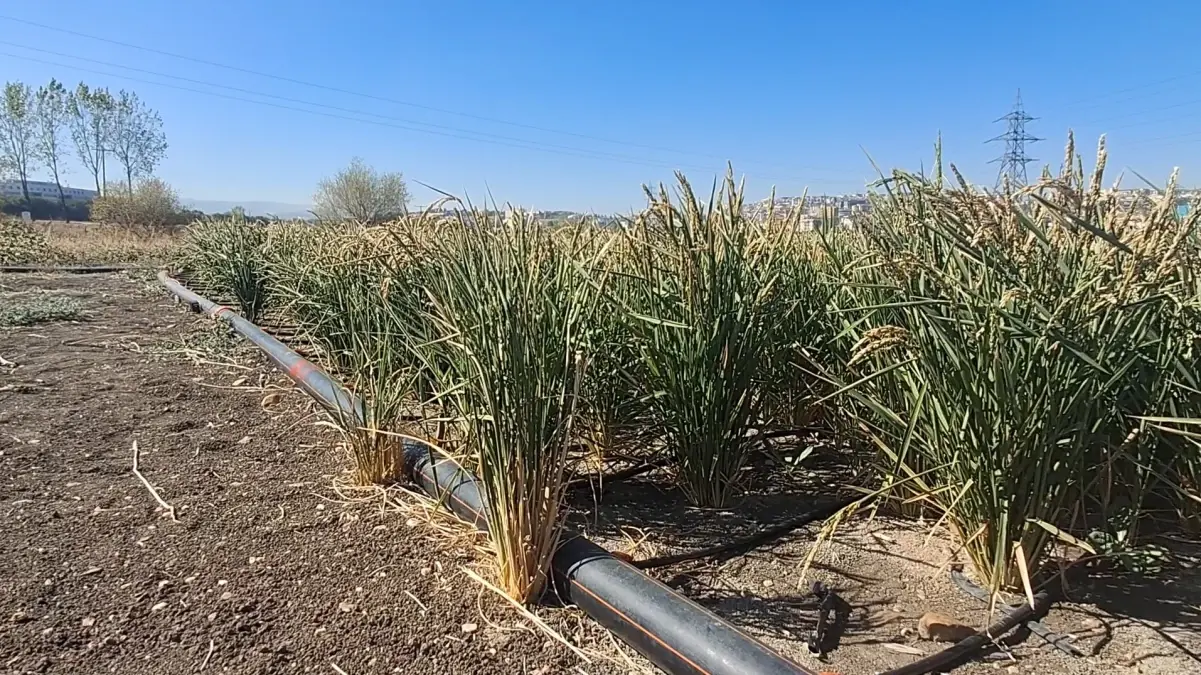 damla sulama ile celtik uretiminde su tasarrufu beeJ4nOL