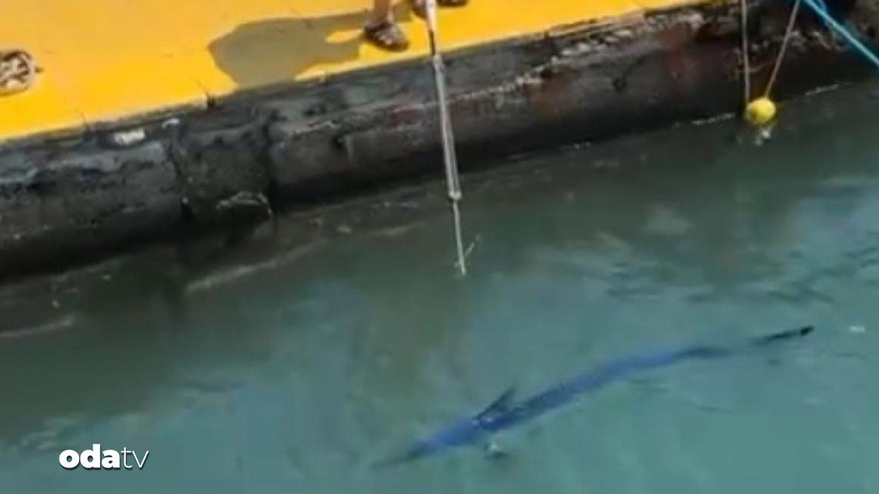 mavi yelken baligini vurana ceza KjJK5qLK