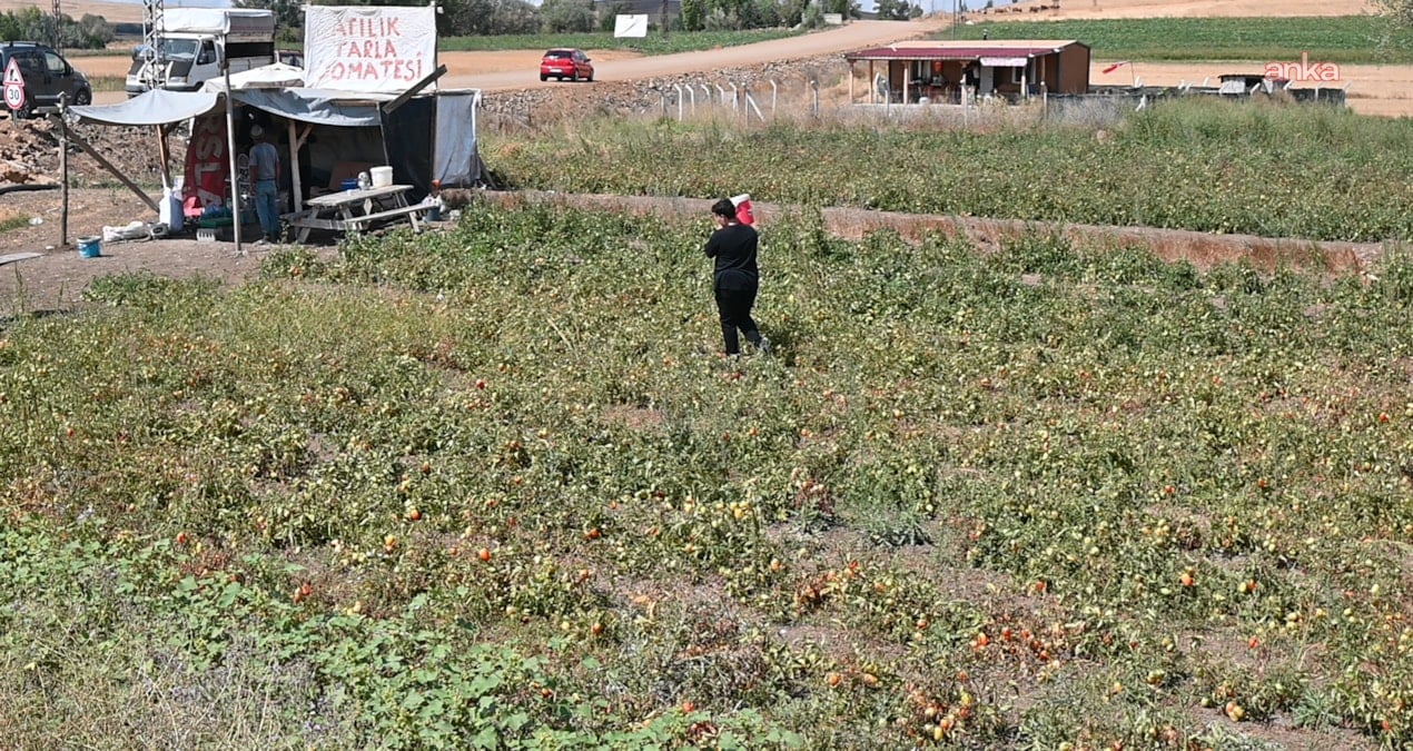 tarlasini vatandasa acti paraya para demedi eTLMZmRe