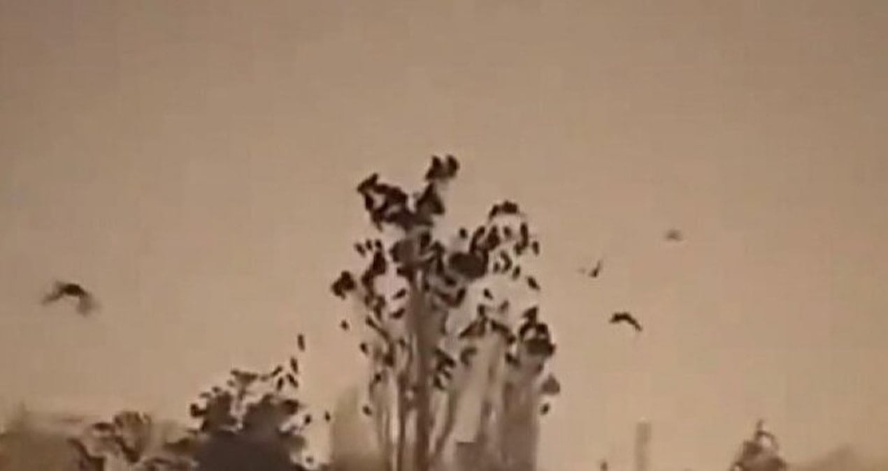 bilim insanlarini endiselendiren gelisme kuslar tuhaf davranmaya basladi jwIRdGTD