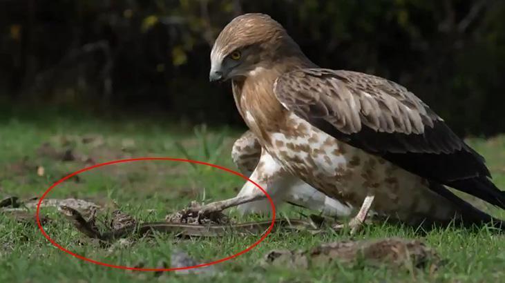 dogada nadir gorulen anlardan biri bursada kaydedildi x1QRb6Xl.jpg