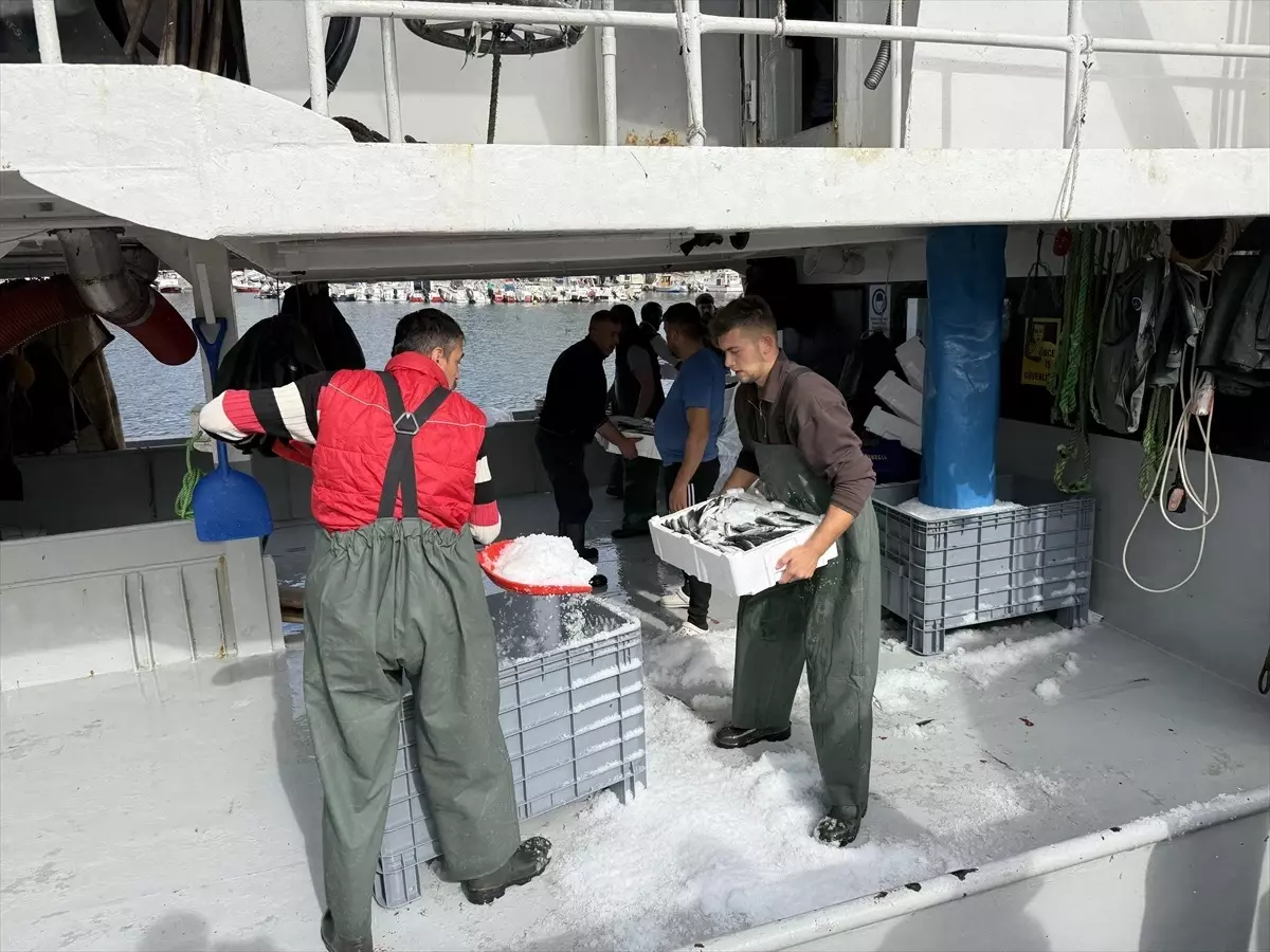 tekirdagli balikcilar istavritle dolu donuyor ZCQuBZqn