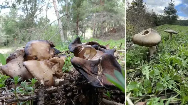 uzmanindan kritik uyari sonbaharda mantar zehirlenmelerine dikkat LlenmSl6