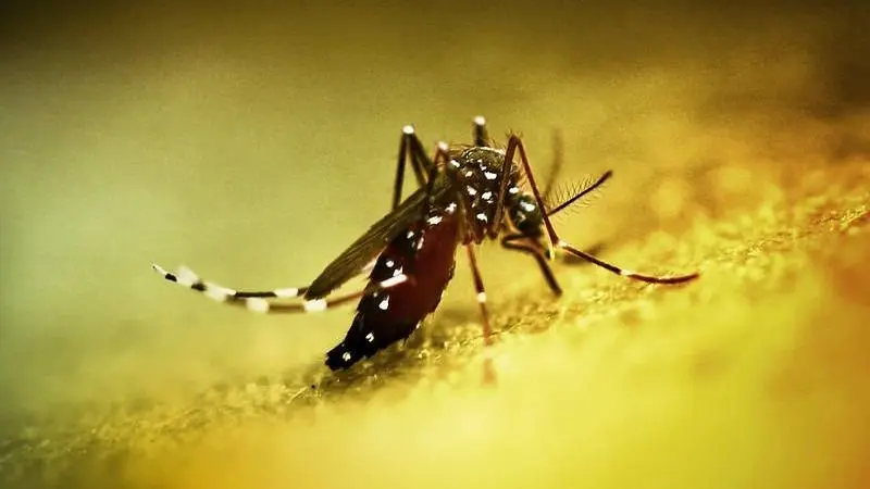 Chikungunya Salgını Yayıldı: Çin’de Halk Sağlığı Acil Durumu Ilan Edildi – Sağlık Emekçileri Haber Kanalı